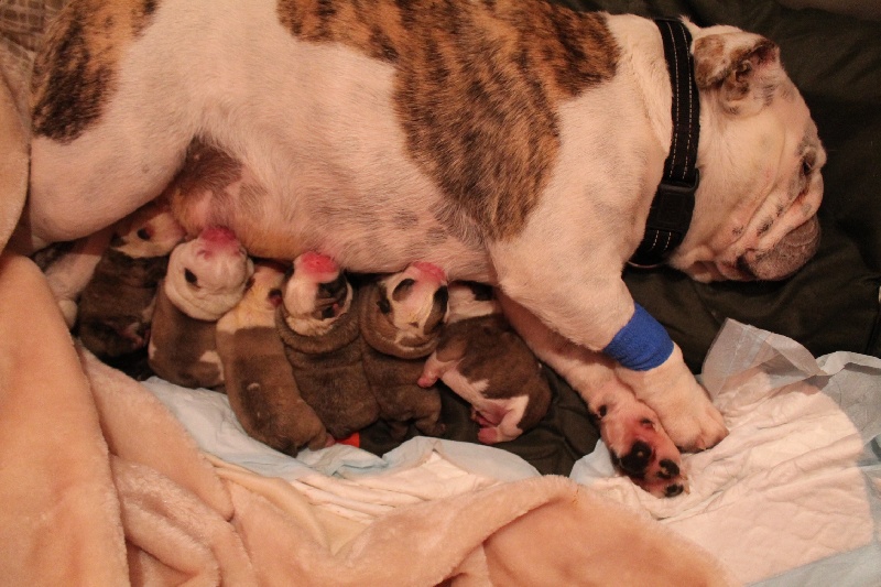 Du Domaine De Smoothie - Bulldog Anglais - Portée née le 06/11/2013
